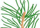 BCC-PineCone