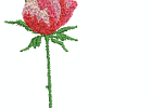Arose05