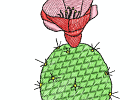 Kaktus