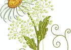 Margeriten-ED010