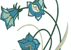 beautifulbluebells 002