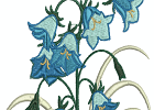 beautifulbluebells 003