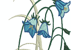 beautifulbluebells 006