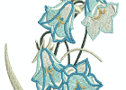 beautifulbluebells 008