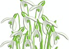 schneegloeckchen