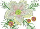 christrose kl