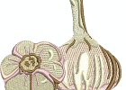 Knoblauch