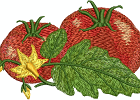 Tomaten-AAS02