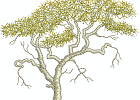 Acacia