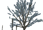 Baum