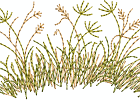 Grass-LG