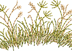 Grass