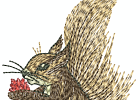 Eichhörnchen