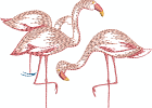 Flamingo
