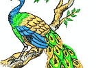 Pfau