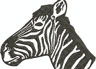 Zebrakopf4