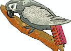 africangrey