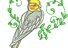 cockatiels05