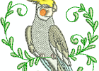 cockatiels08