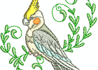cockatiels09