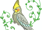 cockatiels10