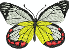 delias hyparete