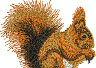 eichhörnchen embcon
