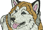 malamuteshuskies 003