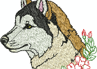 malamuteshuskies 004
