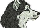 malamuteshuskies 005