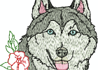 malamuteshuskies 007