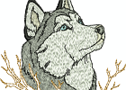 malamuteshuskies 008
