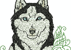 malamuteshuskies 009