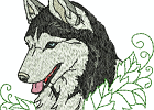 malamuteshuskies 010