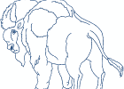 nativeamericanbuffalospirit 008 5x7