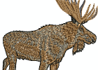realwildlife 007