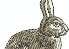 realwildlife 010