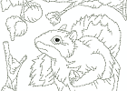 rwsquirrel 005
