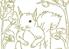 rwsquirrel 010