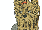 yorkie4
