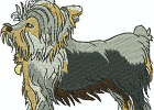 yorkie5