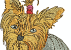 yorkie6