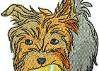 yorkie8