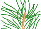 BCC-PineCone